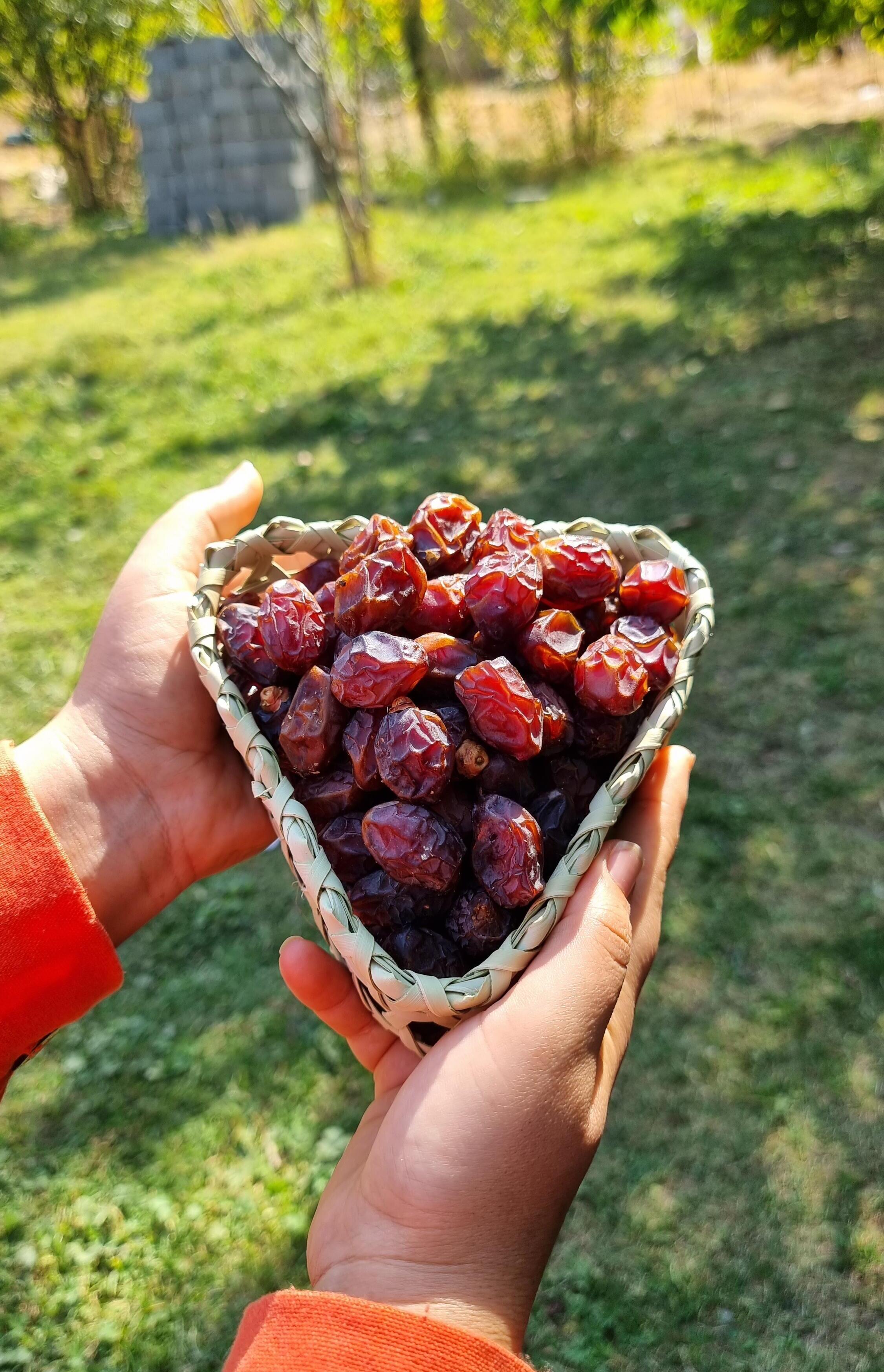 خرمای خاصویی1